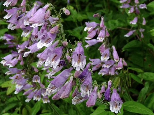 {Penstemon canescens}